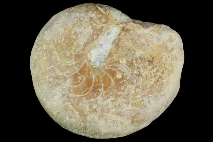Carboniferous Ammonite (Muensteroceras) Fossil - Indiana #126192